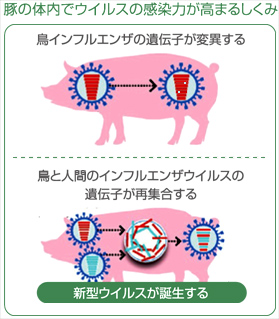豚の体内でウイルスの感染力が高まる仕組み